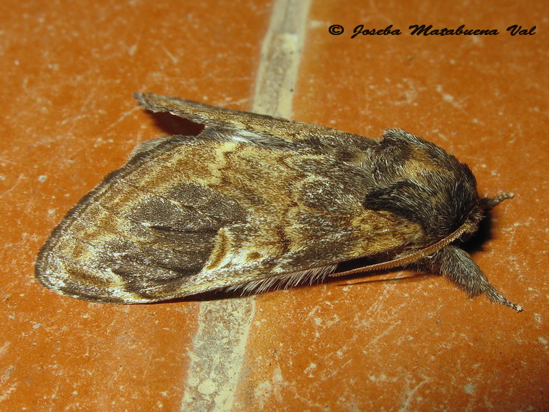 Notodonta tritophus - Notodontinae